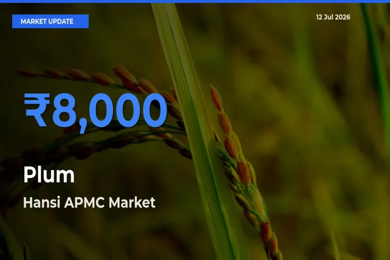 Hansi APMC Offers ₹8,000 – Highest Plum Rate Today