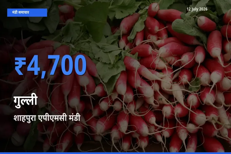 शाहपुरा एपीएमसी मंडी में गुल्ली ₹4,700 पर पहुँचा – आज का सर्वोच्च भाव