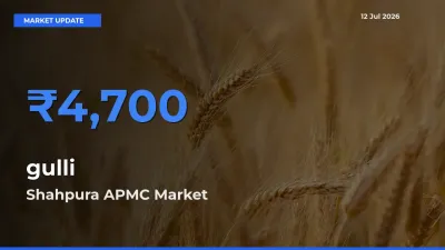 Shahpura APMC Emerges as Top Mandi for gulli Prices Today