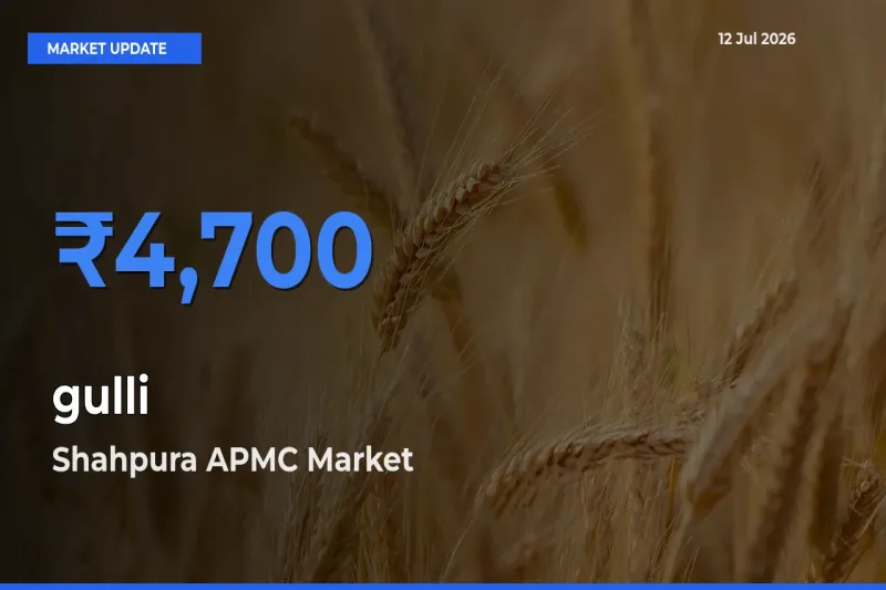 Shahpura APMC Emerges as Top Mandi for gulli Prices Today