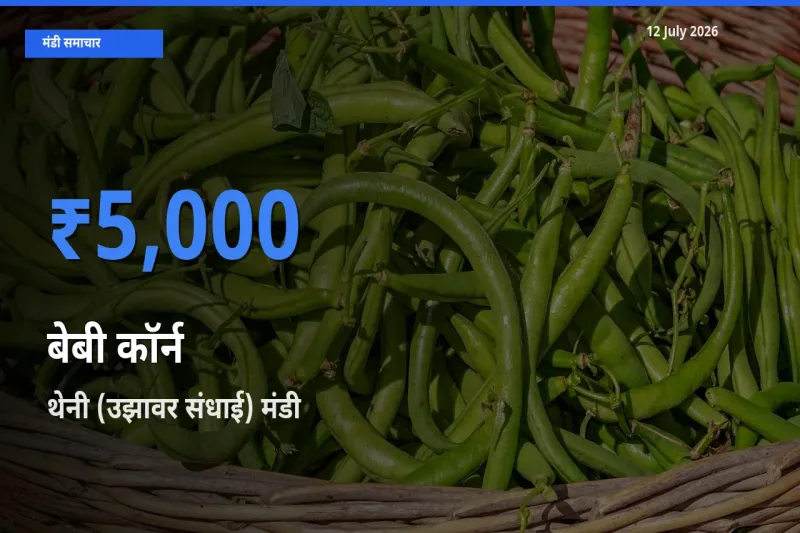 आज का मंडी भाव: बेबी कॉर्न के सबसे ज़्यादा दाम थेनी (उझावर संधाई) में