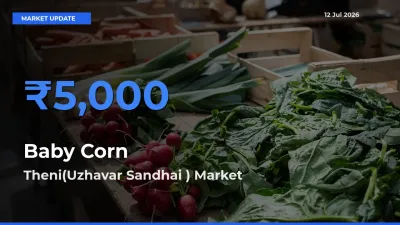 Baby Corn Mandi Rate Today: Theni(Uzhavar Sandhai ) Tops the List