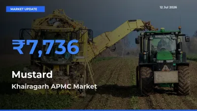Khairagarh APMC Tops Mustard Rates – July 12 Market Update