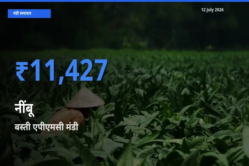 12 July अपडेट: नींबू के सबसे ऊँचे दाम बस्ती एपीएमसी मंडी में