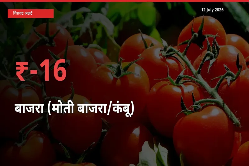 अचानक झटका! मंडी में बाजरा (मोती बाजरा/कंबू) के दाम 16.02% टूटे