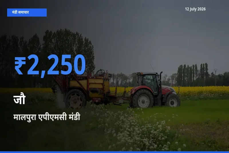 आज का मंडी भाव: जौ के सबसे ज़्यादा दाम मालपुरा एपीएमसी में