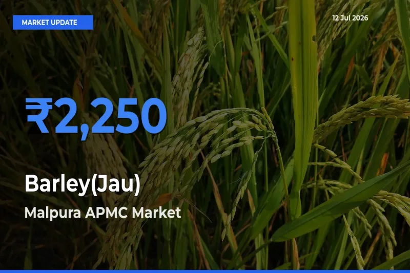 Market Watch: Malpura APMC Becomes Top Mandi for Barley(Jau)
