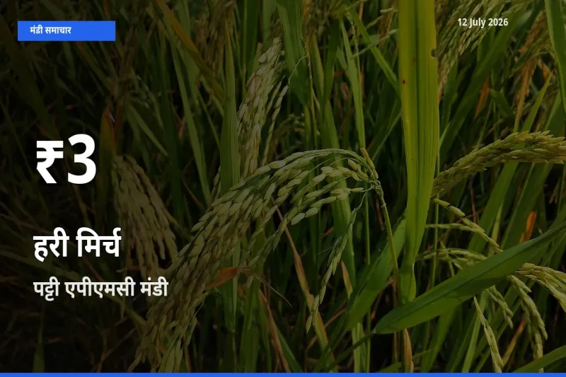 हरी मिर्च के दाम 30 दिनों के सबसे निचले स्तर पर, पट्टी एपीएमसी