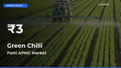 Big Drop! Green Chilli Slides to 30-Day Low at Patti APMC