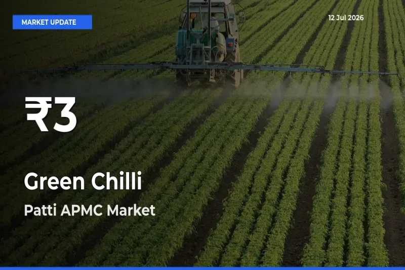Big Drop! Green Chilli Slides to 30-Day Low at Patti APMC