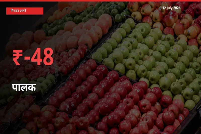 स्थानीय मंडी में पालक के दाम अचानक 48.36% गिरे, किसानों की चिंता बढ़ी