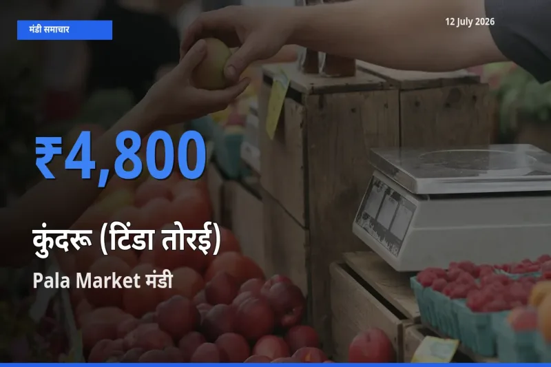 Pala Market मंडी में कुंदरू (टिंडा तोरई) ₹4,800 पर पहुँचा – आज का सर्वोच्च भाव