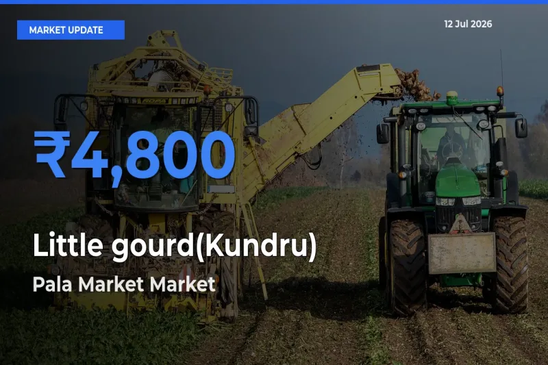 Pala Market Offers ₹4,800 – Highest Little gourd(Kundru) Rate Today