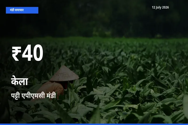 पट्टी एपीएमसी में केला के दाम 30 दिन के न्यूनतम स्तर पर, आज का मंडी भाव देखें