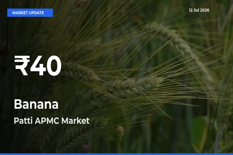 Banana Prices Touch 30-Day Low in Patti APMC – July 12 Update