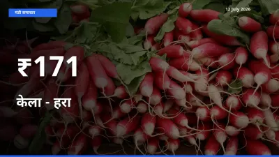 केला - हरा के दामों का असर कई मंडियों में, बाज़ार दिशा स्पष्ट