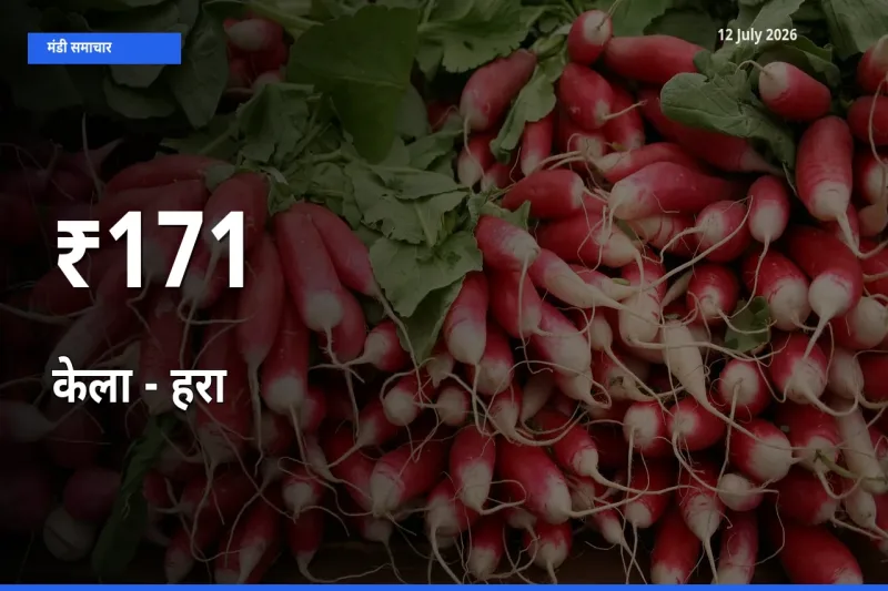 केला - हरा के दामों का असर कई मंडियों में, बाज़ार दिशा स्पष्ट