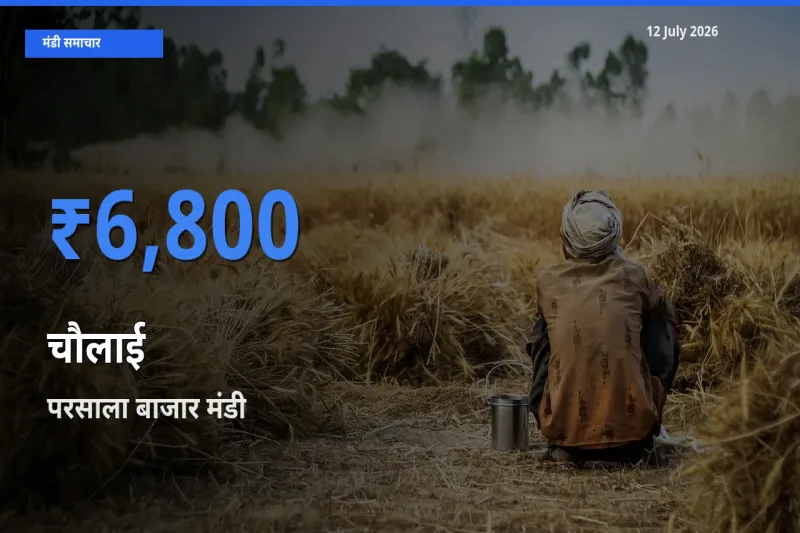 किसानों की पसंद बना परसाला बाजार, चौलाई के सबसे अच्छे दाम