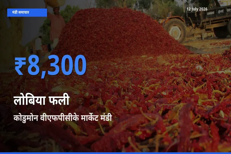किसानों की पसंद बना कोडुमोन वीएफपीसीके मार्केट, लोबिया फली के सबसे अच्छे दाम