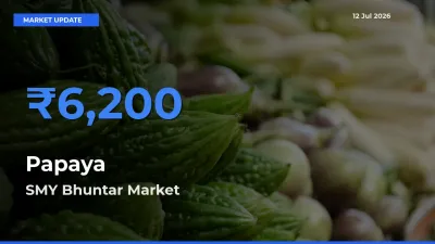 SMY Bhuntar Tops Papaya Mandi Rates Today