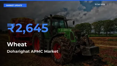Top Performer! Doharighat APMC Offers Best Wheat Price Today
