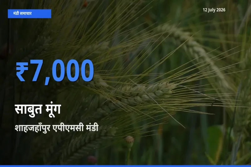12 July अपडेट: साबुत मूंग के सबसे ऊँचे दाम शाहजहाँपुर एपीएमसी मंडी में