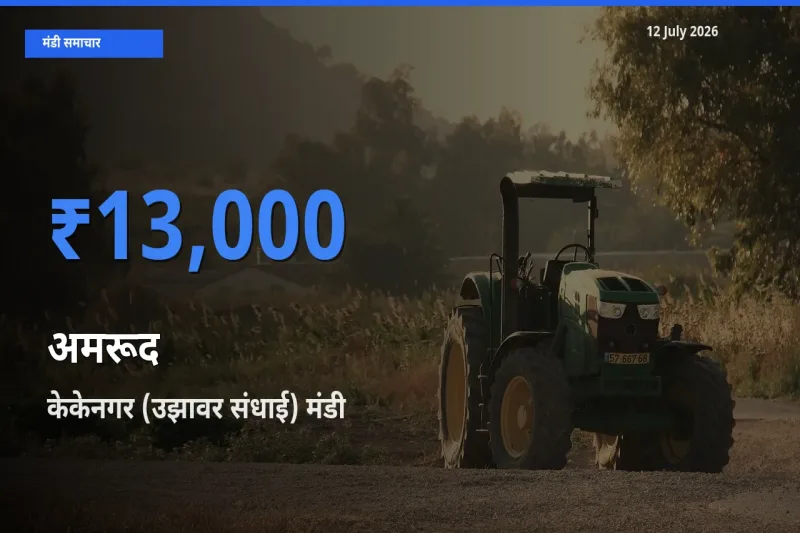 आज का मंडी भाव: अमरूद के सबसे ज़्यादा दाम केकेनगर (उझावर संधाई) में
