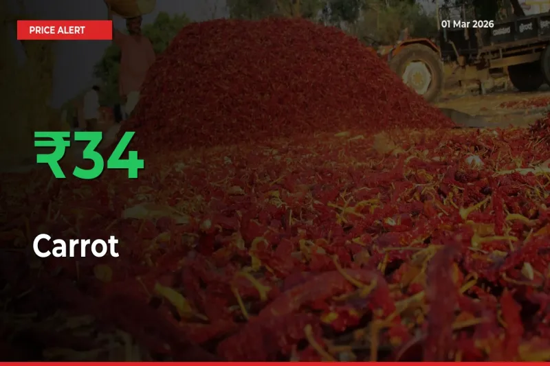 Carrot Prices Rise 33.53% in a Day at Major Mandis