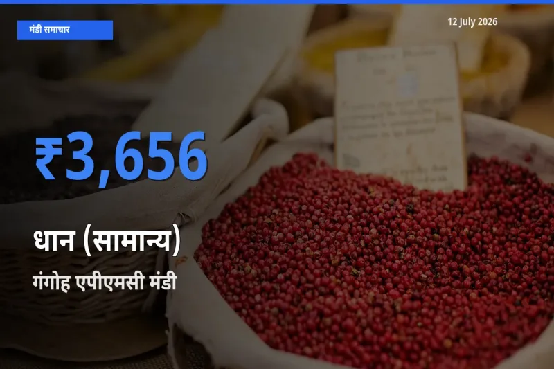 किसानों की पसंद बना गंगोह एपीएमसी, धान (सामान्य) के सबसे अच्छे दाम