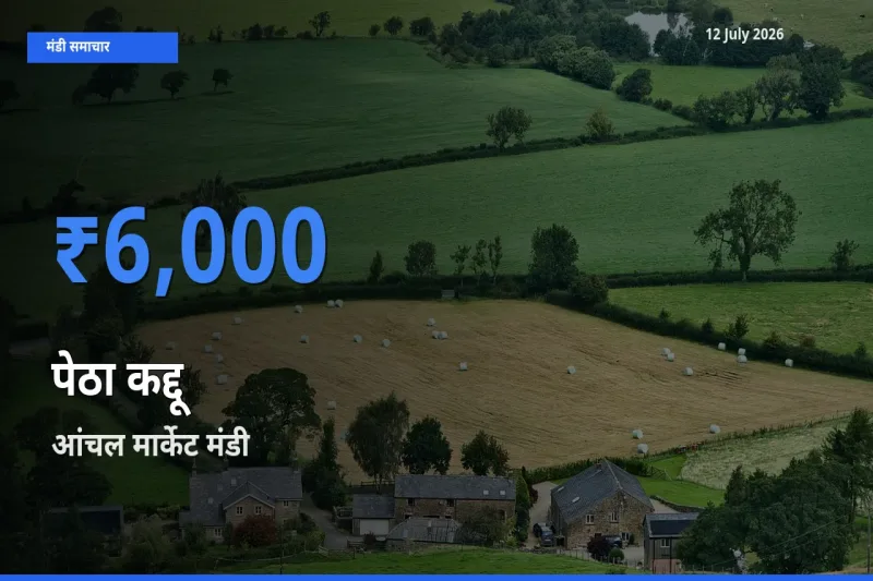 किसानों की पसंद बना आंचल मार्केट, पेठा कद्दू के सबसे अच्छे दाम