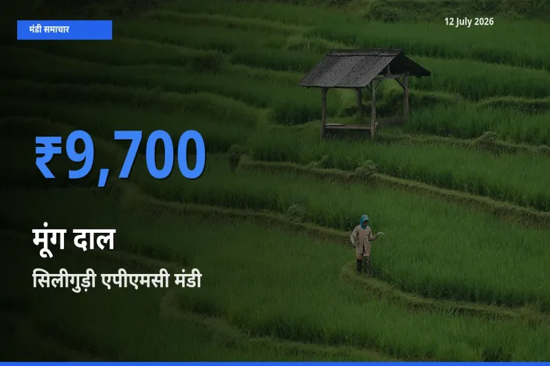 सिलीगुड़ी एपीएमसी मंडी में आज मूंग दाल के सबसे ऊँचे दाम दर्ज