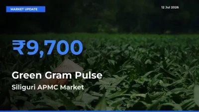 Top Performer! Siliguri APMC Offers Best Green Gram Pulse Price Today