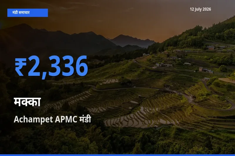 आज मक्का के सबसे ऊँचे दाम ₹2,336 Achampet APMC मंडी में
