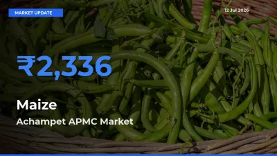 Achampet APMC Emerges as Top Mandi for Maize Prices Today