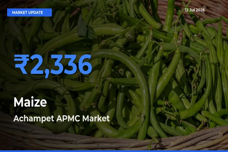 Achampet APMC Emerges as Top Mandi for Maize Prices Today