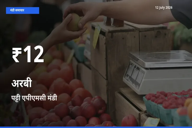 12 July अपडेट: अरबी के दाम 30 दिन के न्यूनतम स्तर पर, पट्टी एपीएमसी