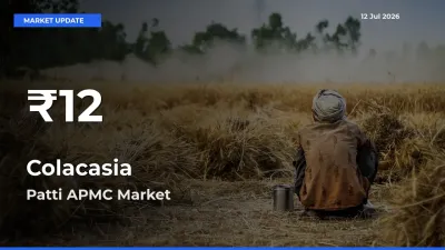 Colacasia Mandi Rate Today: 30-Day Low Recorded in Patti APMC