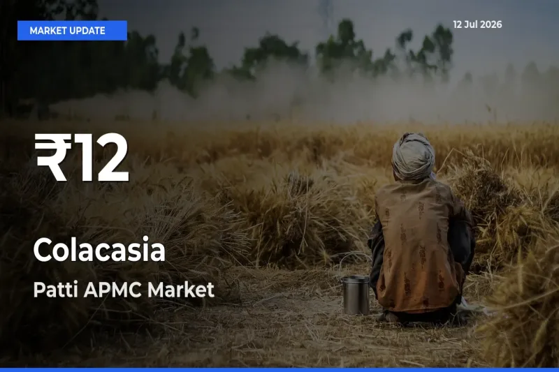 Colacasia Mandi Rate Today: 30-Day Low Recorded in Patti APMC