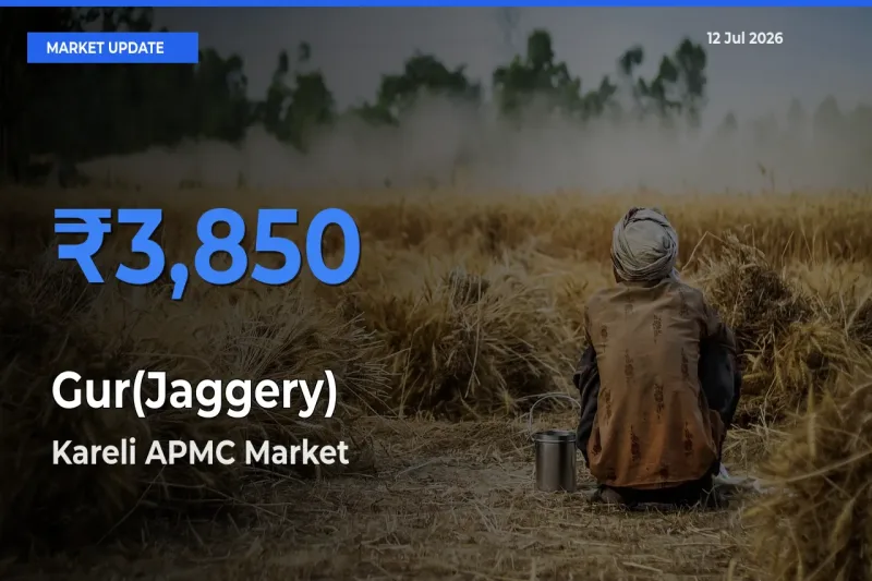 Kareli APMC Offers ₹3,850 – Highest Gur(Jaggery) Rate Today