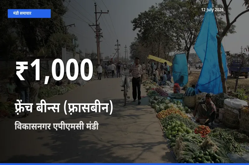 रिकॉर्ड गिरावट नहीं, लेकिन 30 दिन का न्यूनतम! विकासनगर एपीएमसी में फ़्रेंच बीन्स (फ़्रासबीन) के दाम फिसले