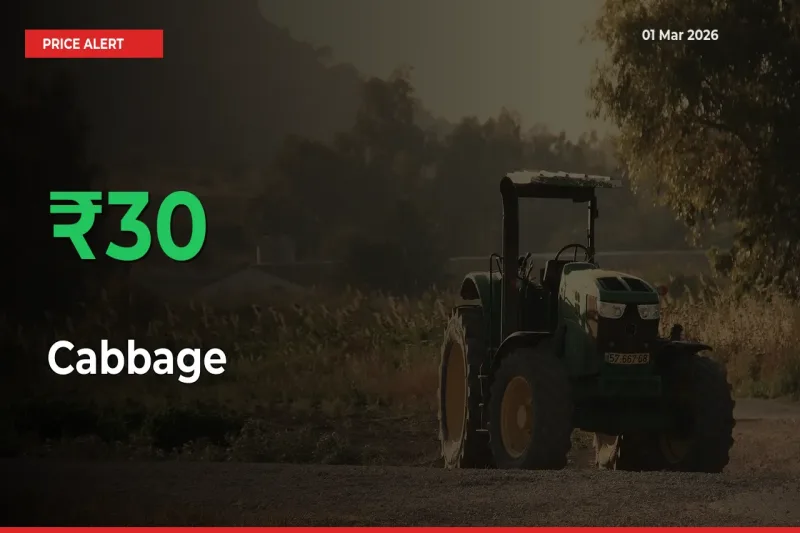 Sharp Jump! Cabbage Prices Climb 29.66% in 24 Hours at Key Mandis