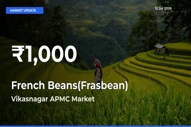 Why French Beans(Frasbean) Prices Slumped in Vikasnagar APMC – 30-Day Low Today