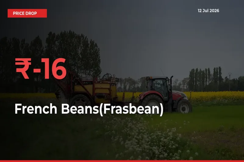 Sudden Shock! French Beans(Frasbean) Drops 16% in 24 Hours at Top Mandis
