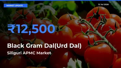Siliguri APMC Tops Black Gram Dal(Urd Dal) Rates – July 12 Market Update