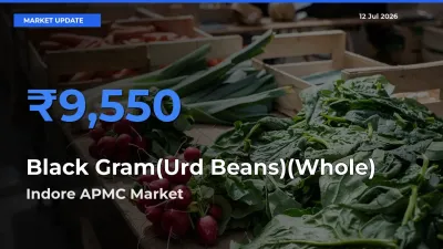 Indore APMC Tops Black Gram(Urd Beans)(Whole) Rates – July 12 Market Update