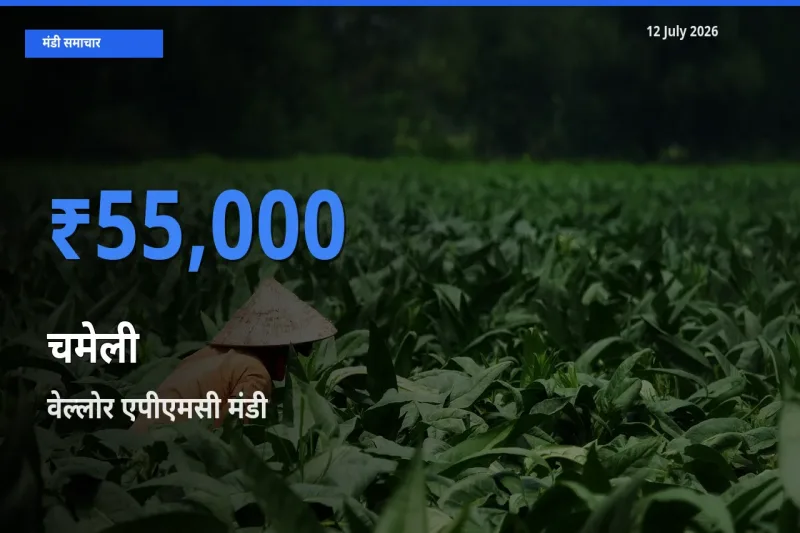 आज चमेली के सबसे ऊँचे दाम ₹55,000 वेल्लोर एपीएमसी मंडी में