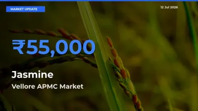 Vellore APMC Records Highest ₹55,000 Rate for Jasmine