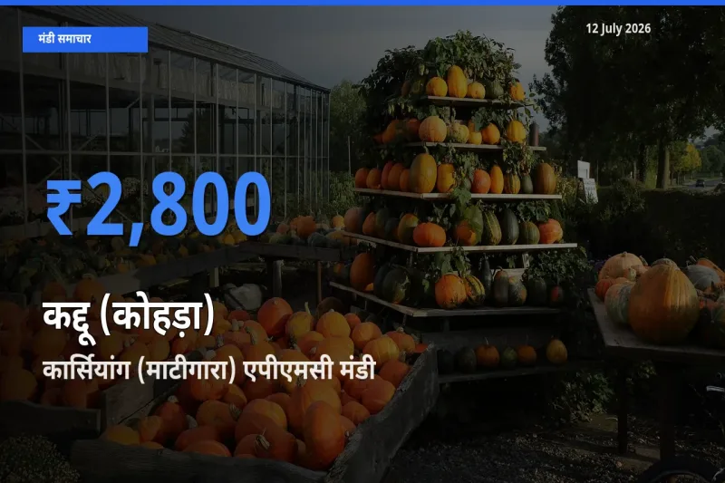 कार्सियांग (माटीगारा) एपीएमसी मंडी में आज कद्दू (कोहड़ा) के सबसे ऊँचे दाम दर्ज