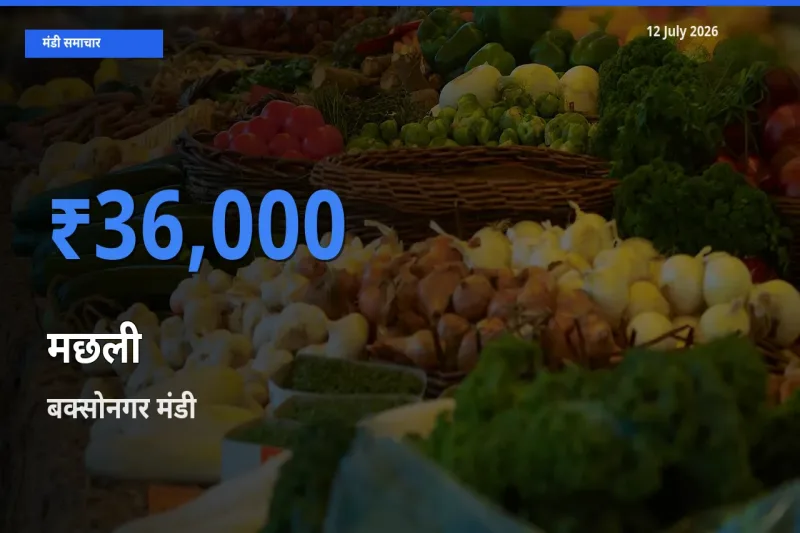 12 July अपडेट: मछली के सबसे ऊँचे दाम बक्सोनगर मंडी में