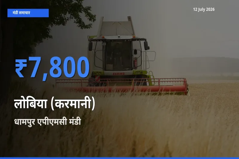 12 July अपडेट: लोबिया (करमानी) के सबसे ऊँचे दाम धामपुर एपीएमसी मंडी में